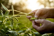 Divulgação - United Soybean Board