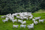 Divulgação - CNA