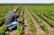 Divulgação - United Soybean Board