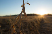 United Soybean Board