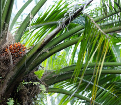 Wenderson Araújo - Sistema CNA/Senar
