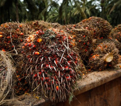 Wenderson Araújo - Sistema CNA/Senar