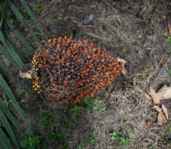 Wenderson Araújo - Sistema CNA/Senar