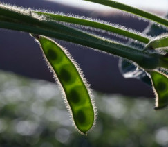 Divulgação - United Soybean Board