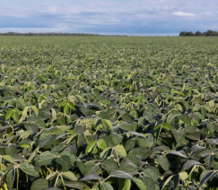 Divulgação - United Soybean Board