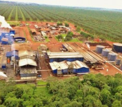 Divulgação - Agropalma