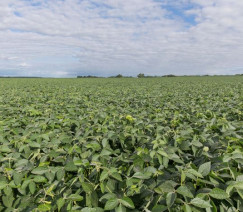 Divulgação - United Soybean Board