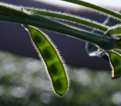 Divulgação - United Soybean Board