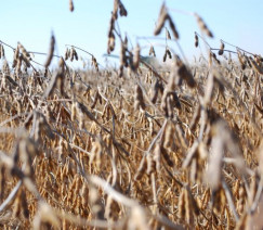 United Soybean Board