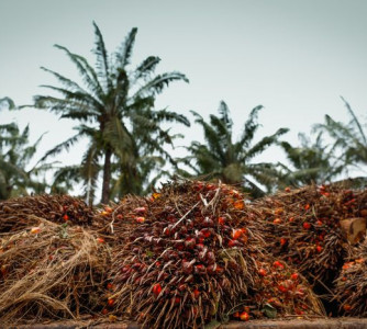 Wenderson Araújo - Sistema CNA/Senar