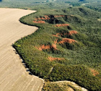 Divulgação - WWF Brasil