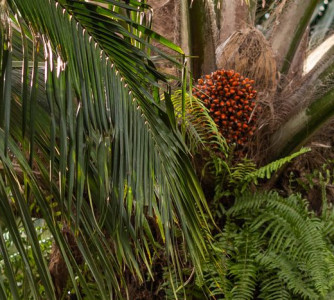 Wenderson Araújo - Sistema CNA/Senar