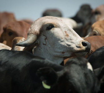 Wenderson Araújo - Sistema CNA/Senar