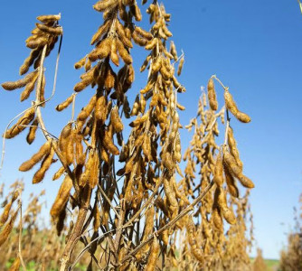 Lebna Landgraf - Embrapa 