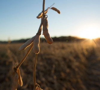 United Soybean Board