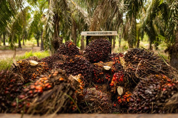 Óleo de palma pode superar valor do óleo de soja em 2027 com seca e biocombustível