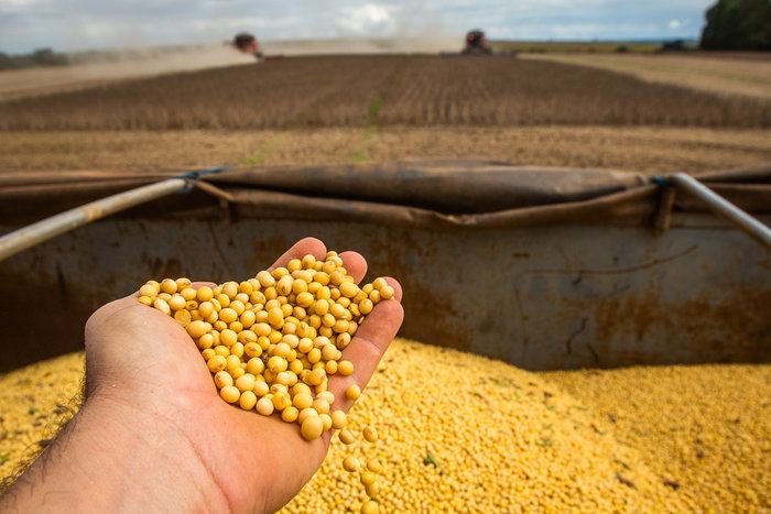 Demanda firme por soja mantém preços em alta no Brasil