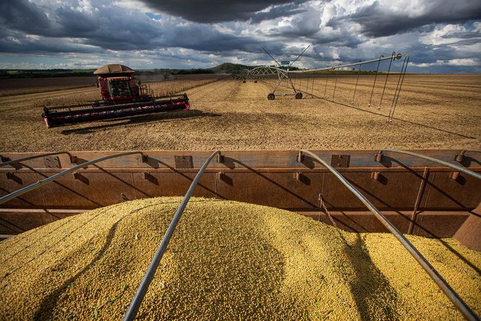 Cepea: Soja recou 3,3% na última semana em Paranaguá