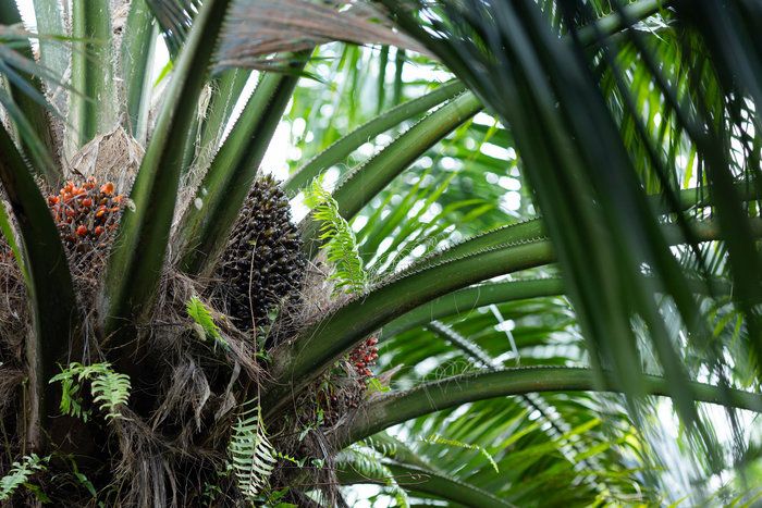 Seca causada pelo El Niño deixa produtores de palma da Indonésia em dificuldades